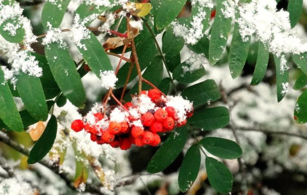 Ветка рябины в снегу