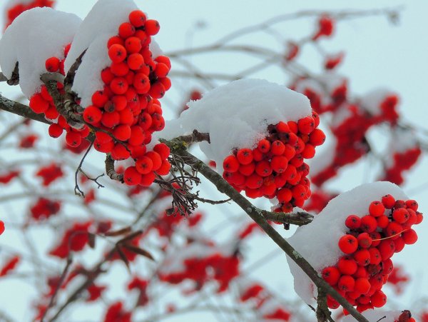 Рябина под снегом