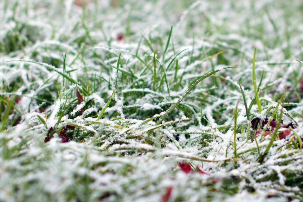 Зимняя трава