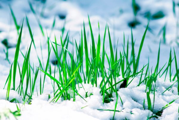 Весенняя травка под снегом