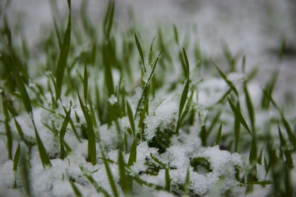 Трава зимой