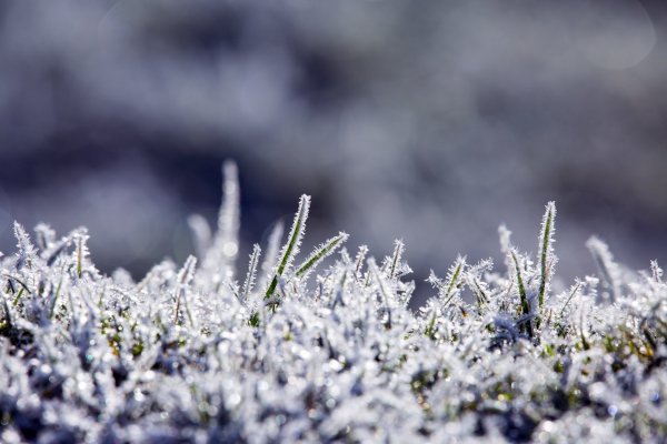 Растения под снегом