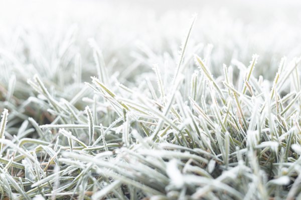 Мороз трава