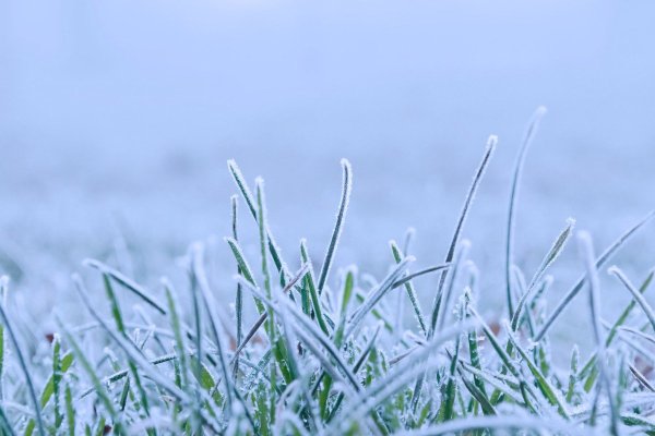 Заснеженная трава