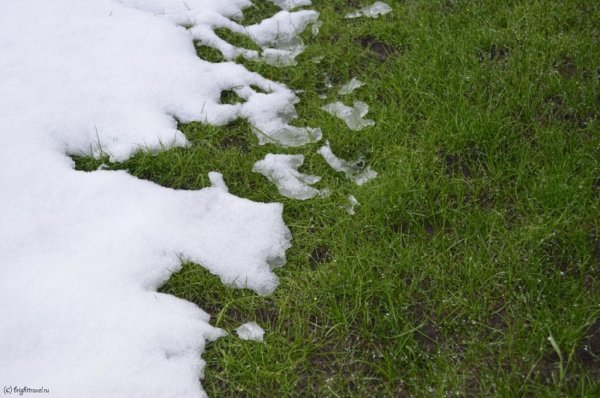 Трава под снегом