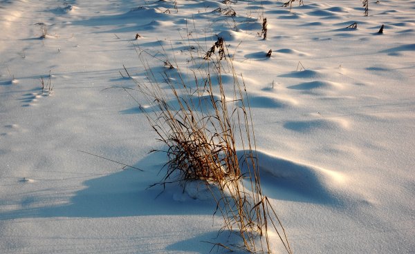 Снег на траве