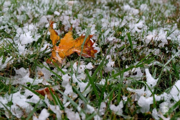 Снег на траве