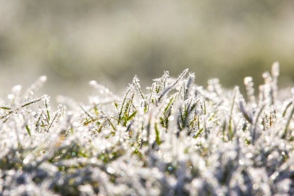 Трава под снегом
