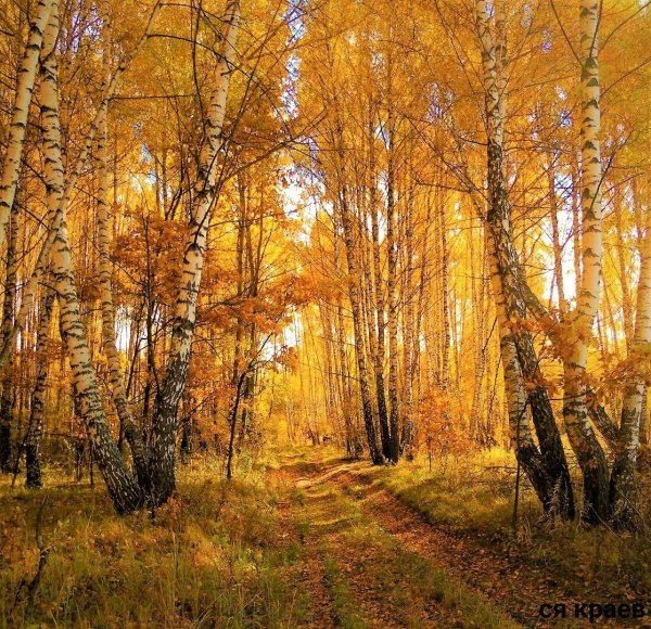 Осень в родном краю