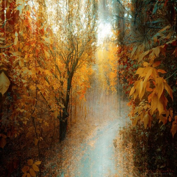 Сказочный осенний лес