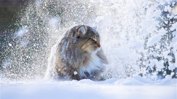Кот и снегопад