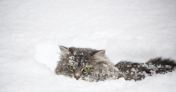 Кот в снегу