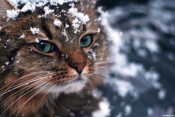 Кот под снегом