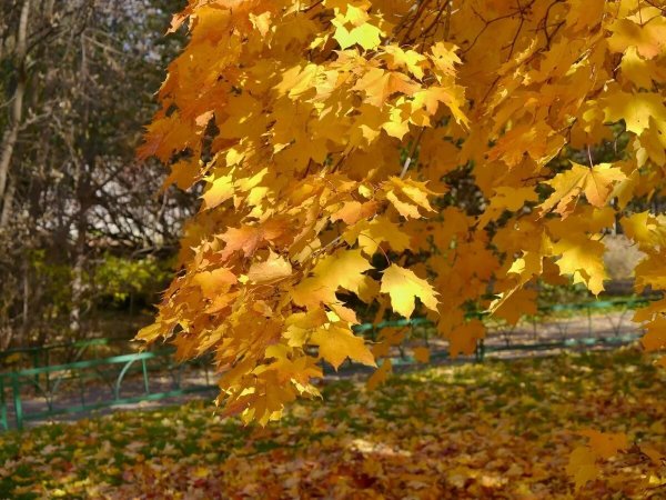 Золотая осень клен
