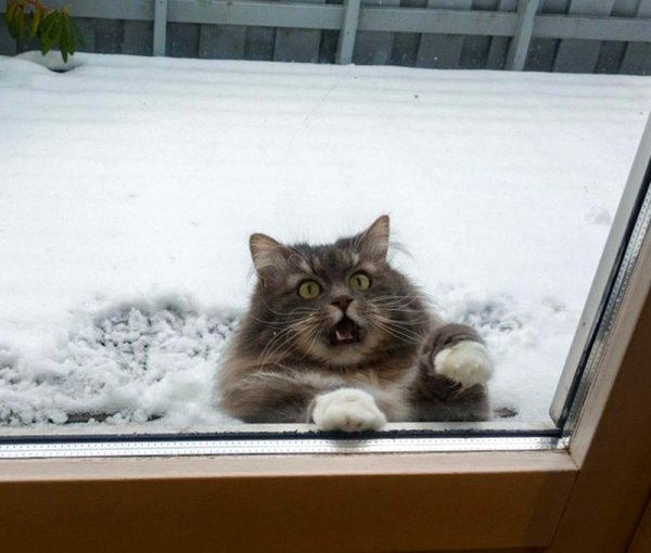 Кот замерз
