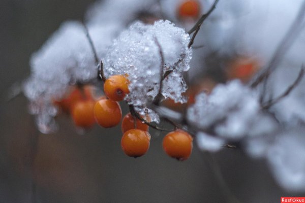 Природа зимняя облепиха