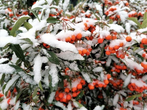Куст снежок