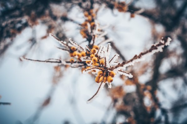 Облепиха зимой