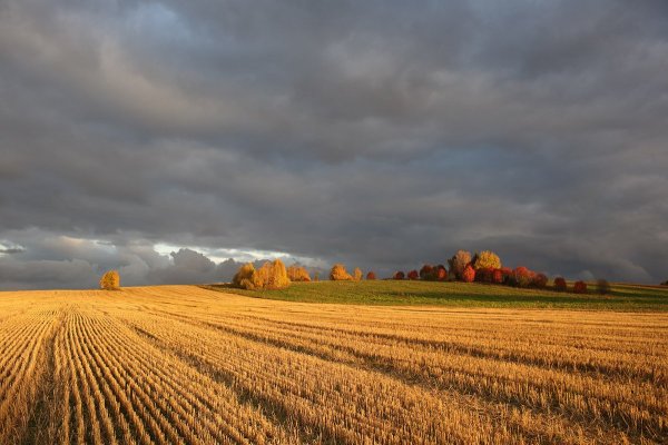 Ранняя осень поле