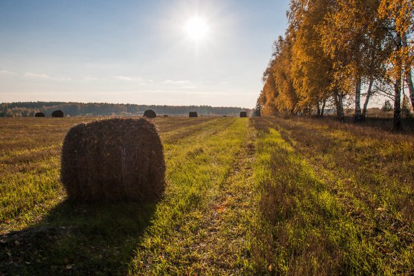 Осеннее поле