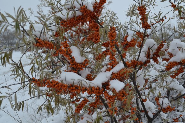 Облепиха куст