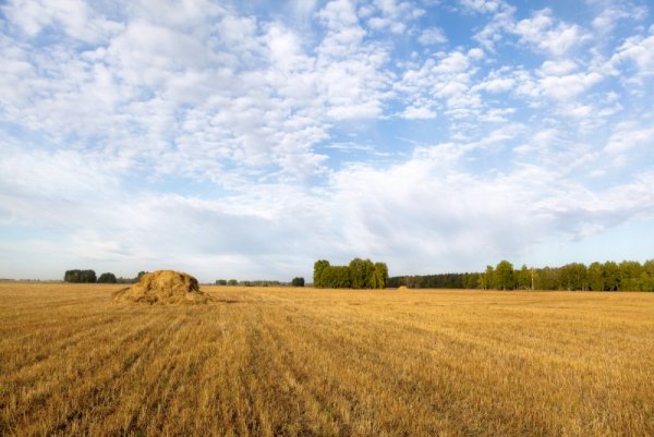 Русское поле осенью