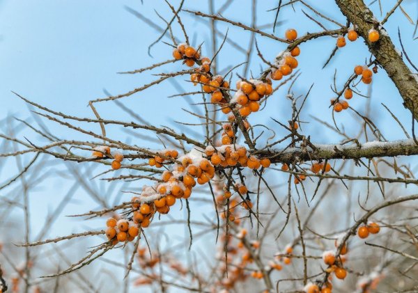 Облепиха колючая