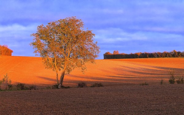 Осенний пейзаж поле