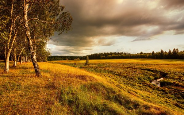 Осень поле лес