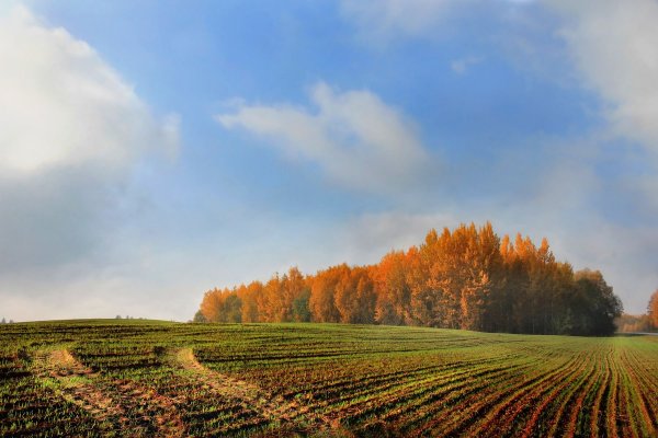 Русское поле осенью
