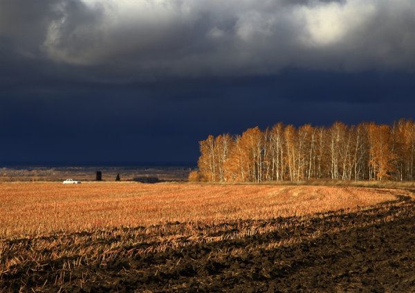 Поздняя осень в поле