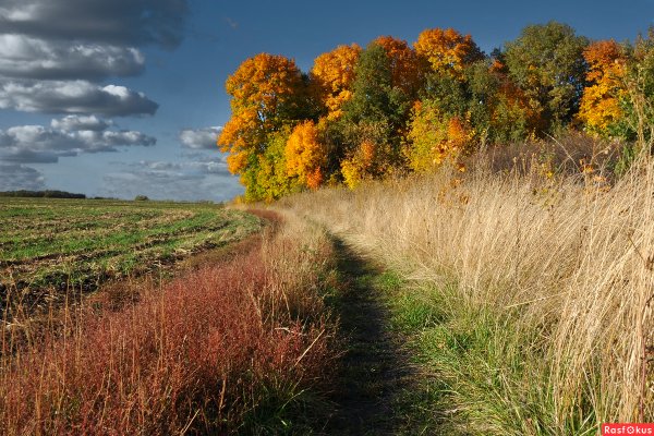 Ранняя осень поле