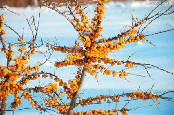 Изморозь на облепихе