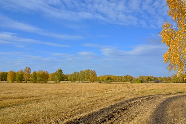 Поле осенью