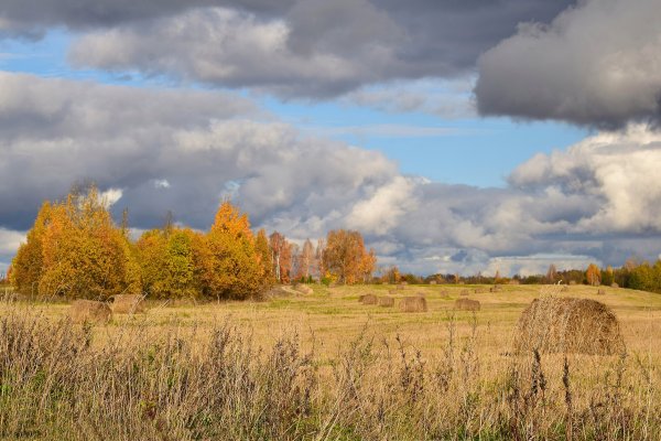 Ранняя осень поле