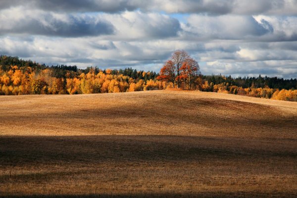 Осеннее поле