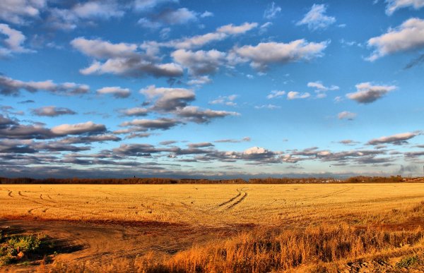 Осеннее поле