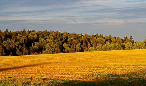 Ранняя осень поле