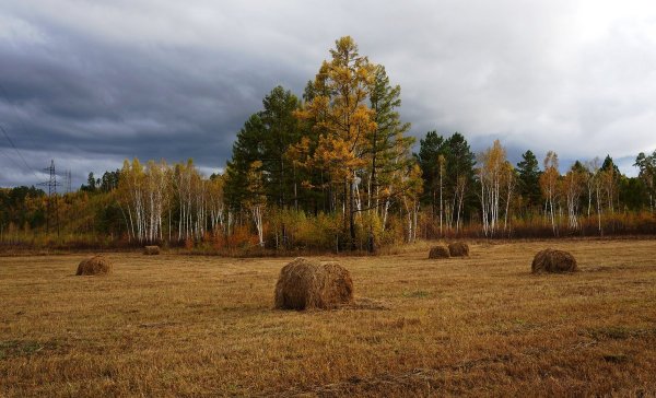 Осенние поля со стогами