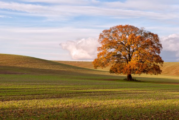 Осень поле дерево