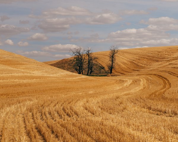 Скошенное поле пейзаж