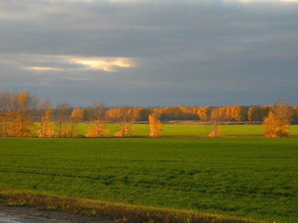 Поле осенью