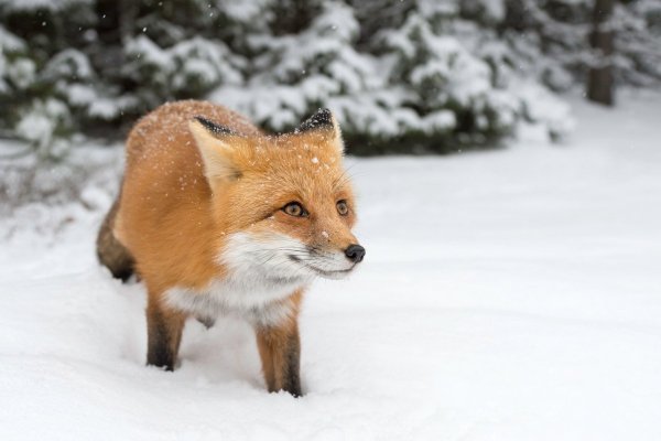 Лисичка в снегу
