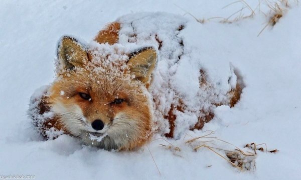 Лиса под снегом
