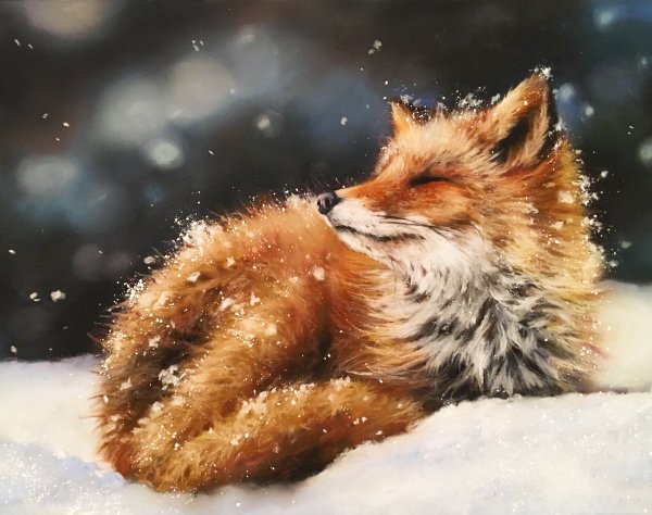 Лиса спит на снегу