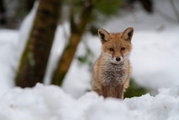 Маленький Лисенок зимой