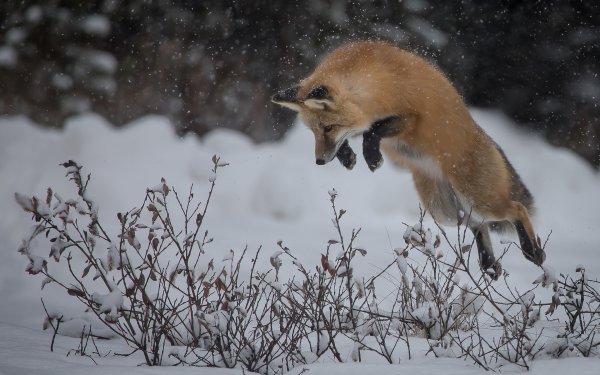 Волк мышкует