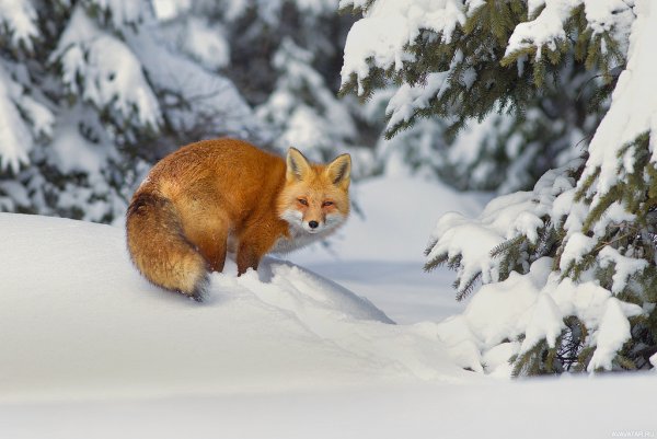 Лисичка в снегу
