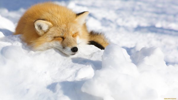 Лиса нежится в снегу
