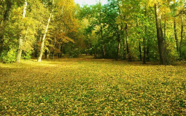 Осенняя Поляна в лесу